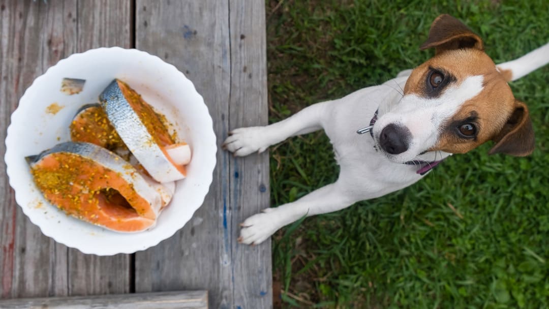 Cooked salmon 2024 skin for dogs